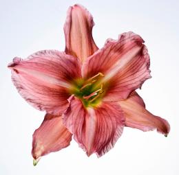 Daylily